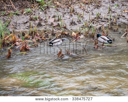Ducks In The Manzanares River Recovered For Funa And Flora In The City Of Madrid