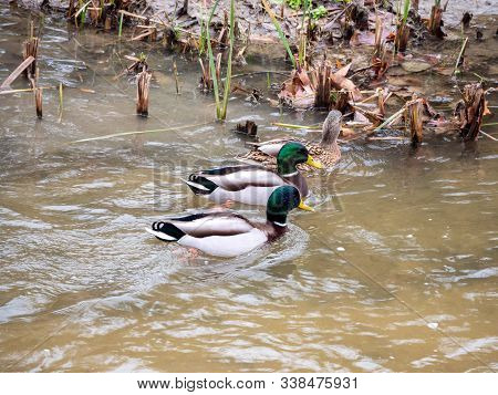 Ducks In The Manzanares River Recovered For Funa And Flora In The City Of Madrid