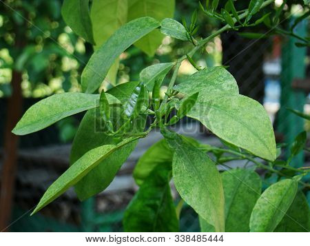 Leaves Of Lemon, Green Leaves Of Room Lemon. Photo Of Lemon Leaves.