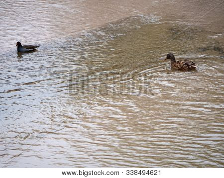Duck In The Manzanares River Recovered For Funa And Flora In The City Of Madrid