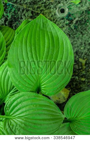 Green Leaf Of Tropical Plant. Texture Of Tropical Leaf