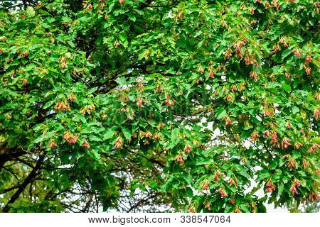 Acer Tataricum With Winged Seeds. Tatar Maple, Tatarian Maple Foliage And Fruit