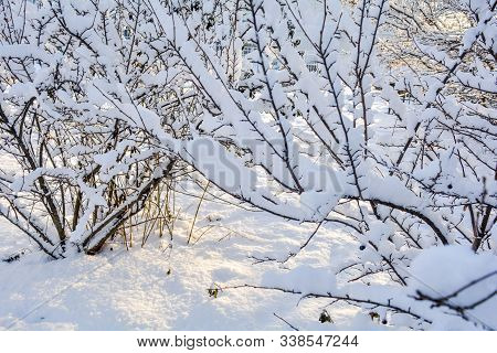 Snow Covered Bush Branches. Fluffy Snow On Tree Branches