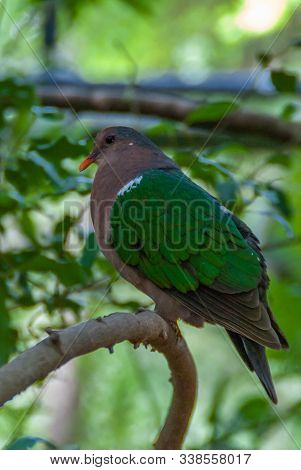Melbourne, Australia - November 15, 2009: Closeup Of Male Green-winged Pigeon Or Emerald Dove With R