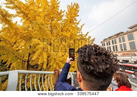 Chengdu, Sichuan Province, China - Dec 8, 2019 : Young Man Taking Photos Of Yellow Leaves On Gingko 