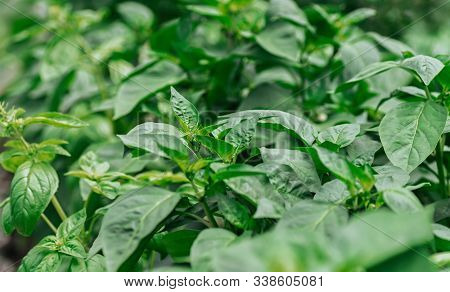 Young Seedlings Of Sweet Pepper. Healthy Seedlings, Organic Farming. Close-up.