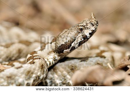 horned viper in natural habitat (vipera ammodytes)
