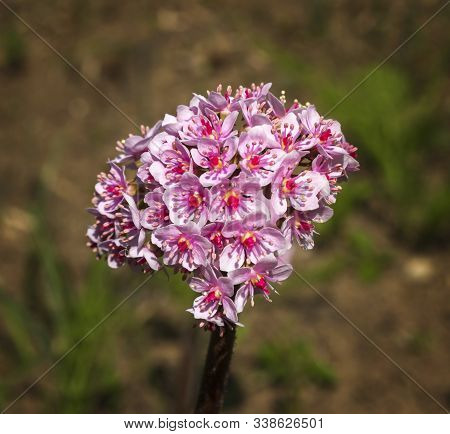 Darmera Peltata, Indian Rhubarb Or Umbrella Plant