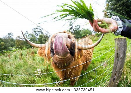 Highland Cattle In Scotland