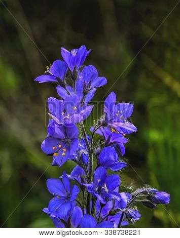 Ladder Or Greek Valerian (polemonium Caeruleum) - Medicinal Herb, Wild Blue Flowers In Forest Close 
