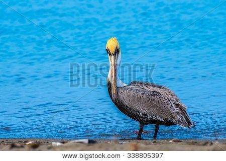 Brown Pelican Bird (pelecanus Occidentalis) With Yellow Cap Standing Staring At Camera. These Wild A