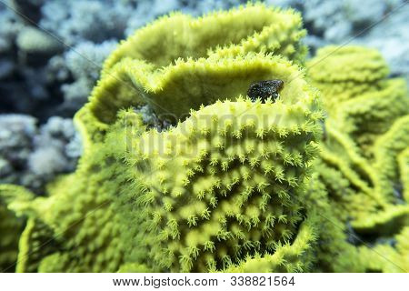 Colorful Coral Reef At The Bottom Of Tropical Sea, Yellow Salad Coral, Underwater Landscape