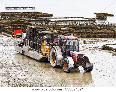 Cancale, France - September Circa, 2018. Local Oyster Seafood Farmers Workers Harvests With Tractor 