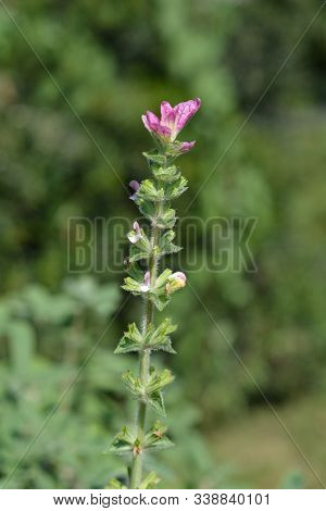 Annual Clary - Latin Name - Salvia Viridis
