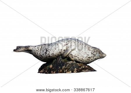 Spotted Seal (largha Seal, Phoca Largha) Laying On The Rock Isolated On White Background.