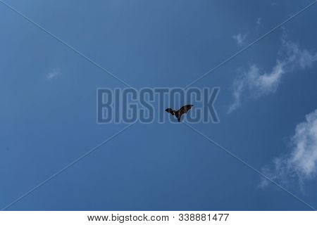 Flying Fox Flies In The Sky Under The Clouds.