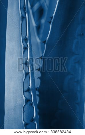 Close Up Yucca Leaves With Thorns Toned In Trendy Blue Color. 2020 Color Trend.