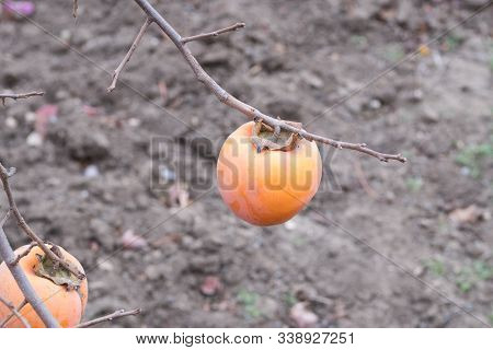 Persimmon On A Tree. Ripe Persimmon Fruit. Persimmon Winter Fruit.