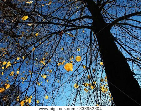A tree with yellow golden leaves in autumn. Sunny day with blue sky and backlight.