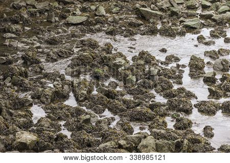 Water Draining From Side Channel On Acushnet River In New Bedford Massachusetts, Exposing Rocks And 