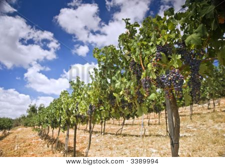 Weinberge In Galiläa