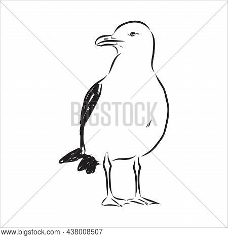 Seagull Albatross Bird In Flight With Open Wings Sketch Vector Graphics Black And White Drawing