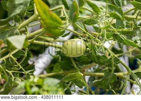Small Green Tomatoes Ripen In The Farm. Tomato Trees Are Fruiting In The Garden. Young Tomatoes Are 