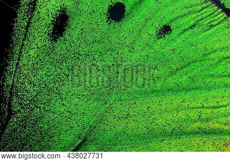 Birdwing Butterfly Wing Texture Background. Macro Photography Butterfly Wing.
