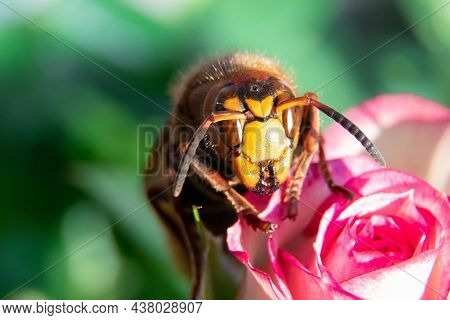 A Wasp On A Flower Macro View. Commom European Wasp. Paper Wasp.vespula Vulgaris. Insect In Nature