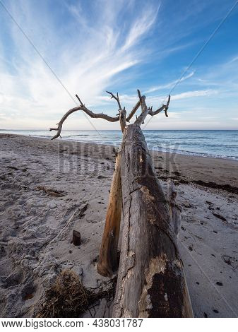Trunk On The Beach Weststrand On The Baltic Sea Coast In Germany.