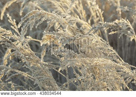 Iced Old Dry Grass Covered With Frozen Condenced Water Vapour