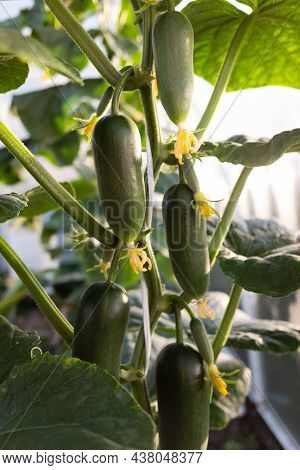 Growing Cucumbers On The Branches. The Concept Of Organic Food Grown At Home. Copy Soace.
