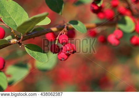 Berries Of A Showy Cotoneaster, Cotoneaster Multiflorus