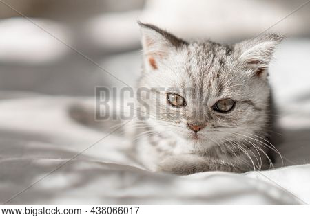 Beautiful Portrait Of Scottish Straight Kitten On White Background. Grey Striped Scottish Straight-e