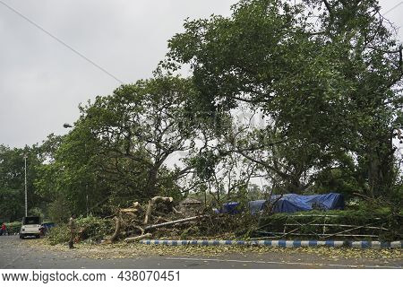 Kolkata, West Bengal, India - 25th May 2020 : Super Cyclone Amphan Uprooted Tree Which Fell And Bloc