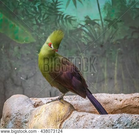 The Guinea Turaco,tauraco Persa, Also Known As The Green Turaco Or Green Lourie, Is A Bird In The Fa