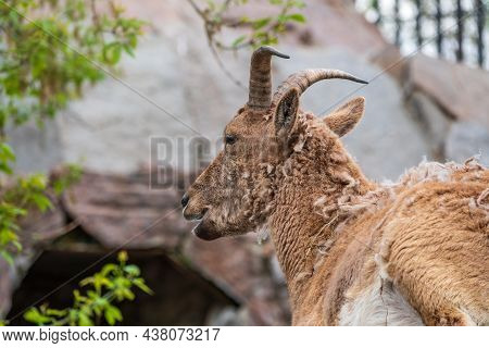 Mountain Goat Or East Caucasian Tur, Female, Latin Name Carpa Cylindricornis. It Is Critically Endan