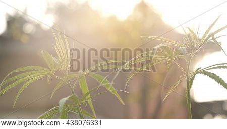 Green Marijuana Tree Cannabis Plant Narcotic Herbal In Greenhouse. Hemp Leaf Made Cannabis Crude Oil