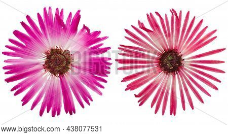 Pressed And Dried Flowers Dorotheanthus Or Mesembriantemum Isolated On White Background. For Use In 