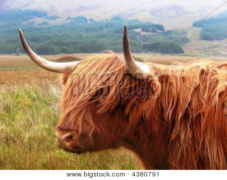 Reses de las Highland