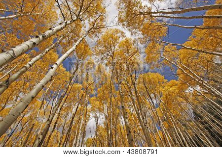 Podzimní barevné osika stromy, Rocky Mountains, Colorado, USA