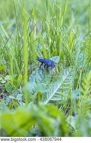 Female Of European Stag Beetle In The Grass. Natural Scene.