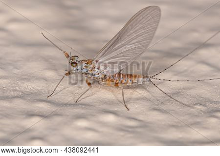 Adult Female Prong-gilled Mayfly Of The Family Leptophlebiidae