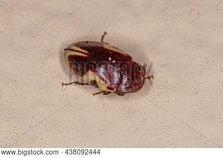 Adult Turtle Beetle Of The Species Chelonarium Ornatum