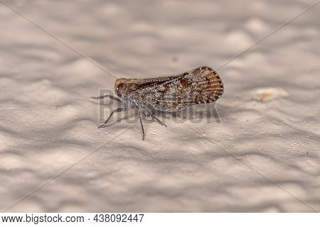 Adult Small Planthopper Of The Family Cixiidae