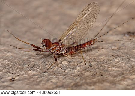 Adult Male Prong-gilled Mayfly Of The Genus Thraulodes