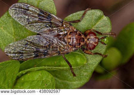 Adult Scarab Pursuing Fly Of The Family Pyrgotidae