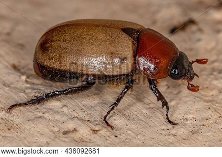 Adult Brown Scarab Of The Family Scarabaeidae