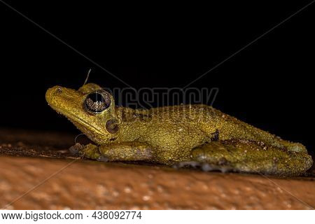 Fuscous-blotched Snouted Tree Frog Of The Species Scinax Fuscovarius