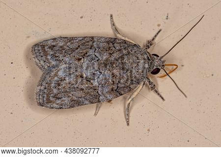 Adult Black-olive Caterpillar Moth Of The Species Garella Nilotica